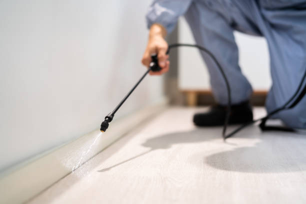 Licensed Wasp Removal service in Brenham, TX - Show Me Pest Control